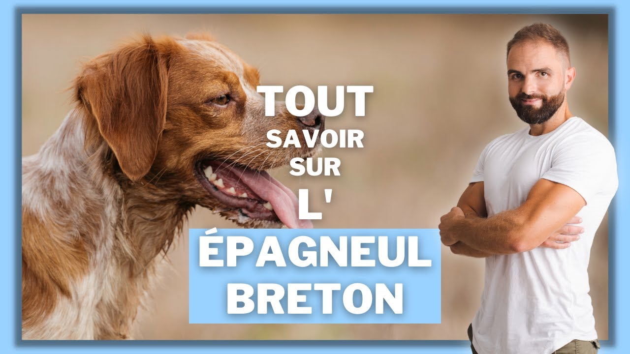 Chien de race Epagneul : caractère, dressage, comportement, santé de ce chien de race...