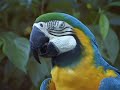 Hexstatic - Perfect Bird (HD Music Video)