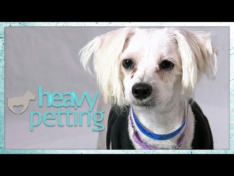 Caricias intensas con AZIZ ANSARI (adopción de perros de la ASPCA)