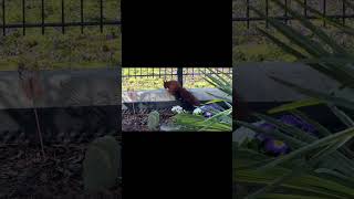 ZwillingsBlick - Nachkriegskind aus Mainz Weisenau - bekommt tierischen Besuch in Rüdesheim/Nahe