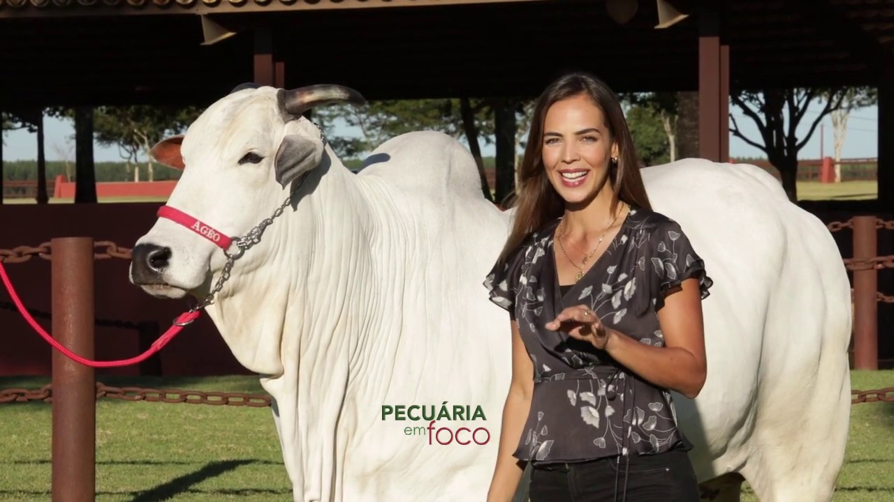 PECUÁRIA EM FOCO - LEILÃO LIQUIDAÇÃO NELORE PO AGÉO