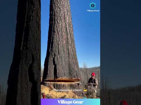 Lumberjack Life: Taking Down GIANTS! 🌲That Final Crash is EPIC! #lumberjacklife #treefelling #power