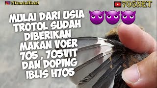 Download lagu Unboxing Authentic Sapudi Island Cendet Fledgling mp3
