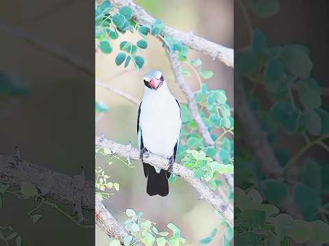 rarest birds screaming 🐧#birds #animals #birdsounds #viralvideo