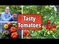 Growing Tomatoes From Sowing To Harvest
