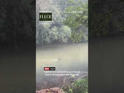 #Capivara é avistada às margens do Rio Areia e encanta moradores em #Rolante #riograndedosul #yt