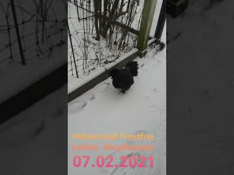 Hühnerstall Frostfrei halten.