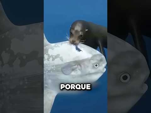 Por Qué El Animal Más Tonto Aún No Se Ha Extinguido 🤯