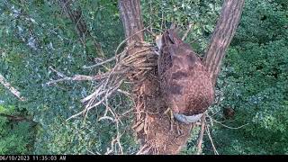 River & DH17 On Nest! -  Dale Hollow Eagles - June10, 2023