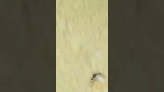 もはや化学兵器！ミイデラゴミムシ捕まえたので標本。