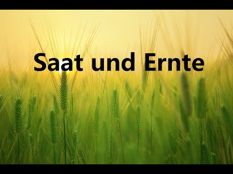 Kurzpredigt: Saat und Ernte