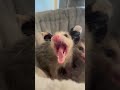 When you in someone’s personal space! #opossums #opossum #possum #wildlife #trashtalk