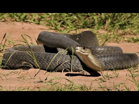 You wouldn’t love Black Mamba after this anymore !