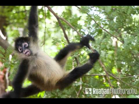 Im No Kin To The Monkey - Misc Children