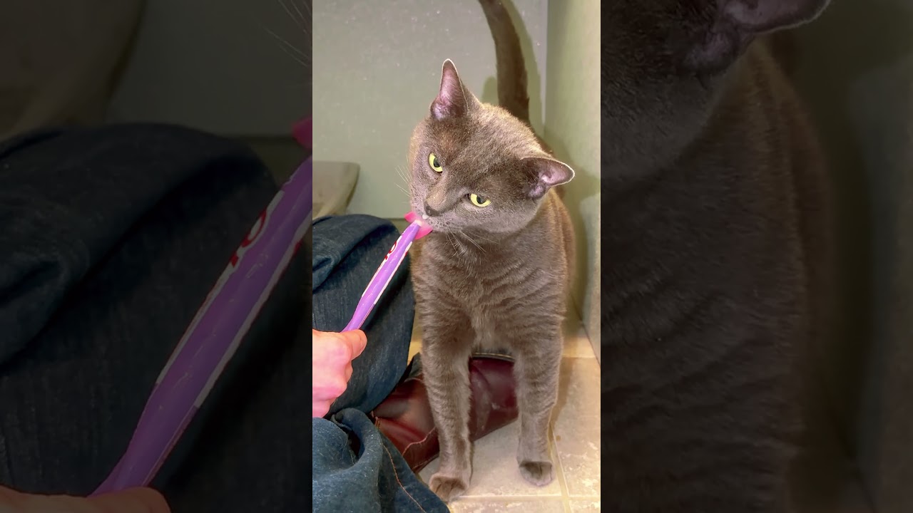 Enlarge Heather, a ADOPTABLE Domestic Short Hair in Stamford, CT video 1/4