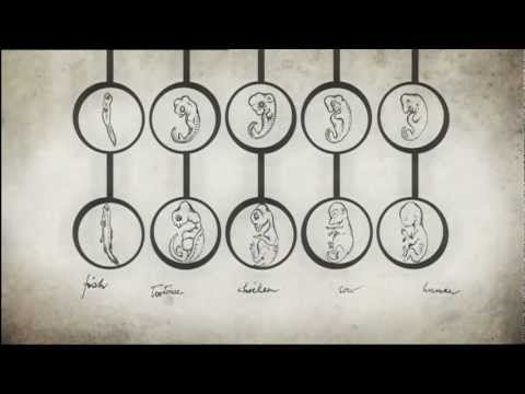 The Genius of Charles Darwin 1: Life, Darwin & Everything part 2/5 HD SUB