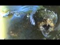 Download Lagu MONSTER TURTLE ATTACKS BIG ALLIGATOR - The Alligator Snapping Turtle Mp3 Free