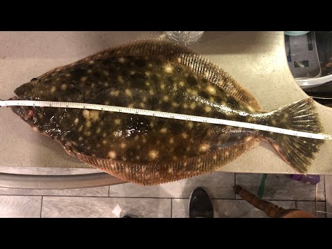 Keeper Fluke from shore!! (5-4-2022)