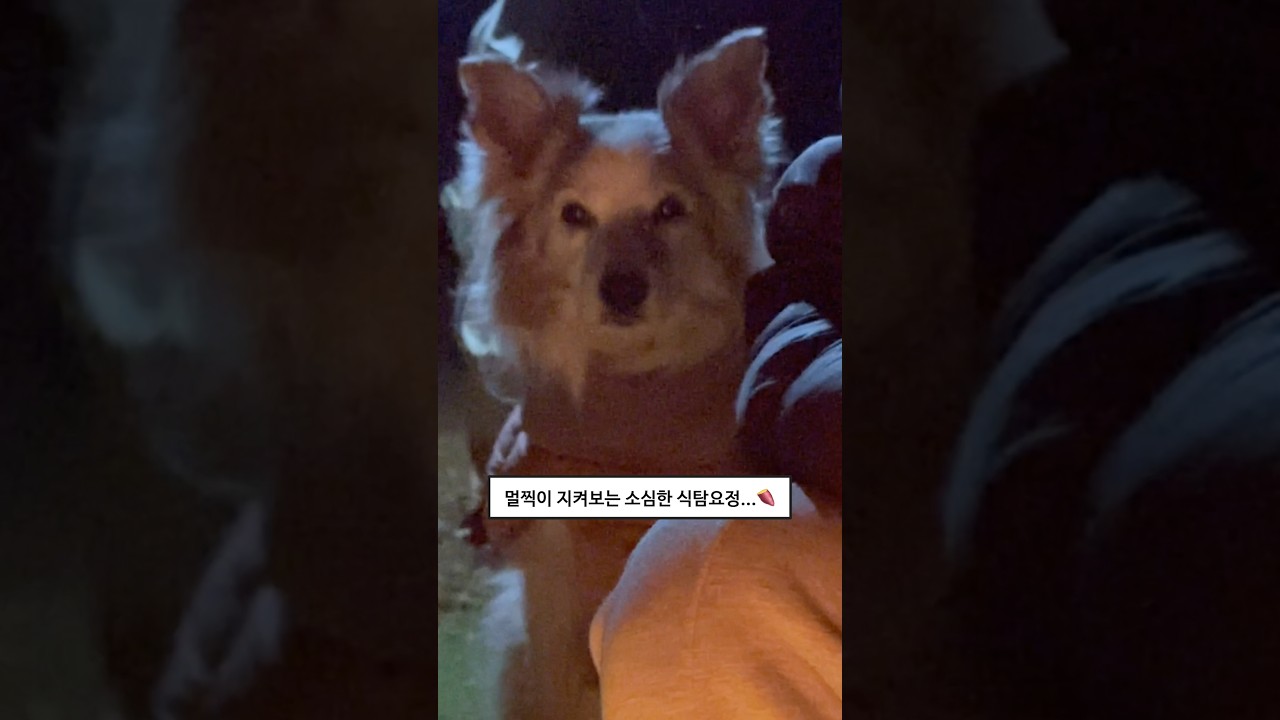 소심한 식탐왕 강아지가 고구마 얻는 법