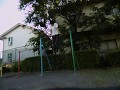 Reverse grip 46 Muscle ups 成嶋武の逆手マッスルアップ46回