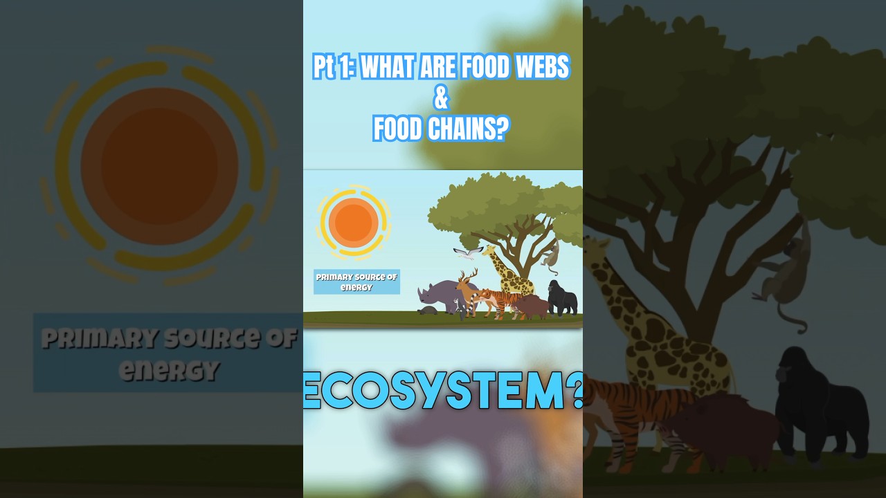 Part 1:🔥 Food Webs & Food Chains Explained! 🌿🐾