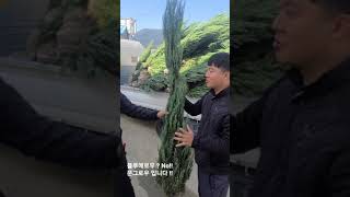 문그로우 수형을 이런식으로 할수있다니 !! 대박입니다 !! #shorts #침엽수 #문그로우