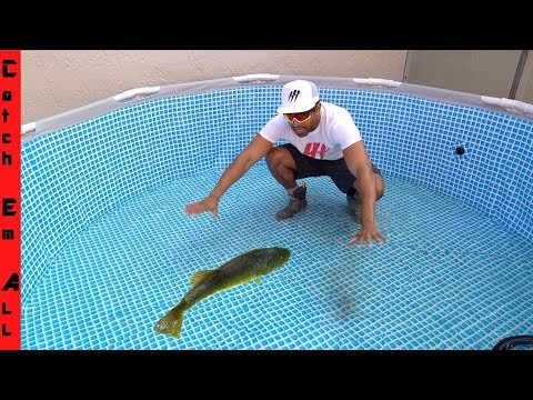download lagu mp3 mp4 Fish, download lagu Fish gratis, unduh video klip Fish
