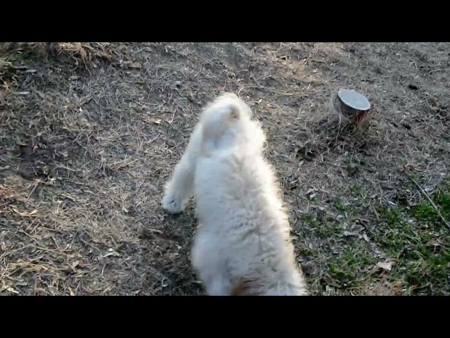 Maltipoo cachorro en venta