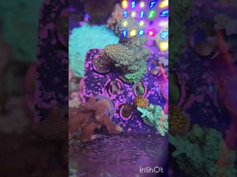 SBB corals Review video 8