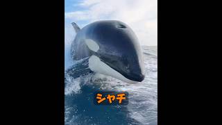 シャチは人間を襲わないのですか？ #animals #動物プロダクション #自然 #動物 #癒し