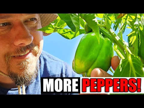 Starting Pepper Seeds Indoors How When and Why Part 1 of 3