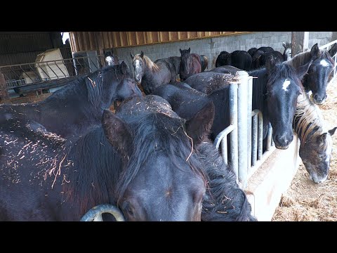 Armăsari mânji la 18 luni PARIS PERCHERON Franța 2024