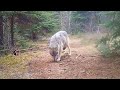 Wolves Bears More Canadian Wildlife Spring 2025 Saskatchewan Forest Trail Cams
