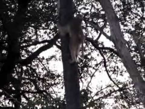 Nxabega - Baboons waking up.wmv
