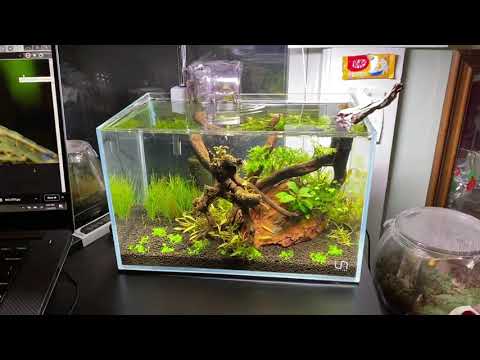 UNS 3 Gallon low tech nano tank