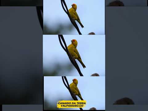 Canario da terra gravado em Valparaiso de Goiás #aves #passaros #trilhas