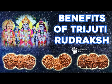 Trijuti Rudraksha/ Gauripaath Rudraksha/ ब्रह्मा विष्णु महेश रुद्राक्ष/ Benefits of Trijuti Rudraksh