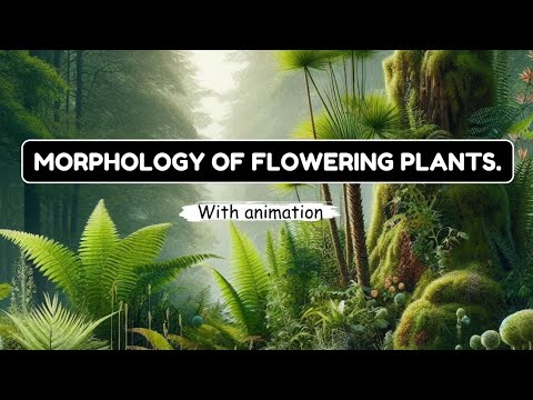 MORPHOLOGY OF FLOWERING PLANTS With animation | One shot | #biology