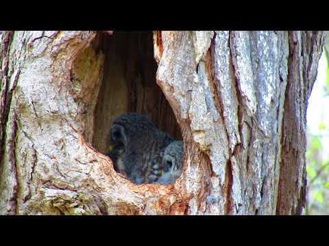 "Graphic" Barred Owl chick trying to swallow a squirrel