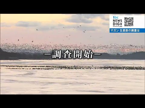 なぜ渡り鳥は南に留まらないのでしょうか?