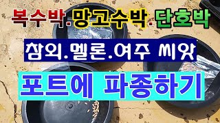 [텃밭농부. 1,396]  여름작물 참외, 수박, 단호박, 멜론 등 포트에 파종하기.