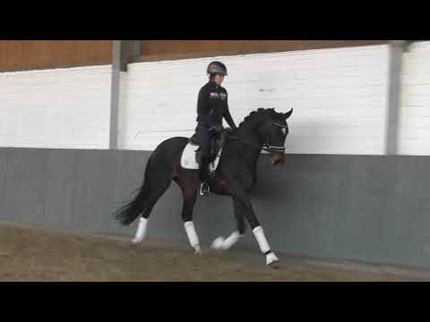 Weidenhof-Verkaufspferd - FERRARI BAY *2017