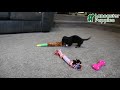 Miniature Dachshund dogs for sale: Preston - Video 1
