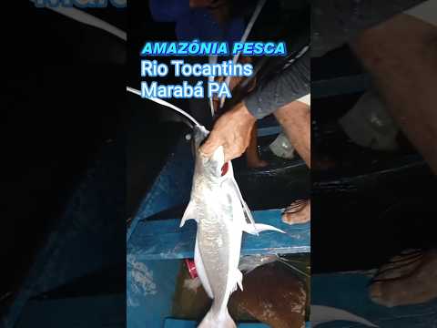 peixe barbado gigante no rio Tocantins Marabá PA canal Amazônia pesca