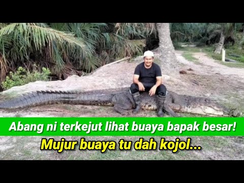 Lelaki Terjumpa Buaya Bapak Besar Kat Tepi Sungai, Mujur Buaya Tu Dah Mati