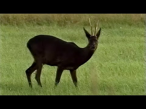 Red-hot and jet-black: The black roe deer
