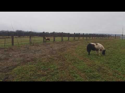 spike ponei s-a vandut (Ștefan)