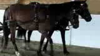 preview picture of video 'Horse driving pairs training, 1st hitch'
