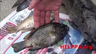 Fish Are Full Of Tumors