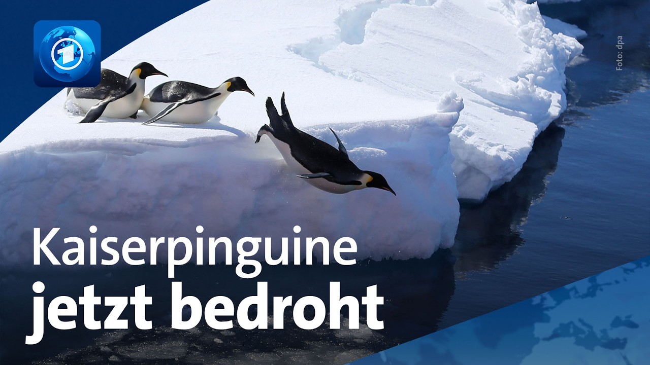 Folge des Klimawandels: Kaiserpinguine jetzt vom Aussterben bedroht